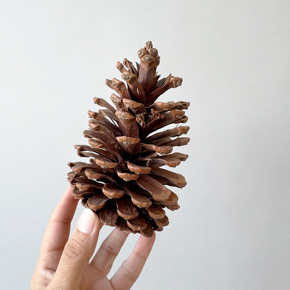 Pine Cone - Large