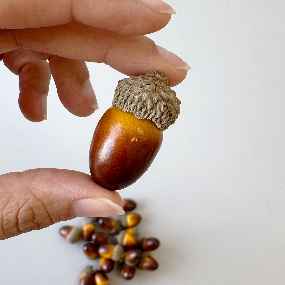 Acorn - Light
