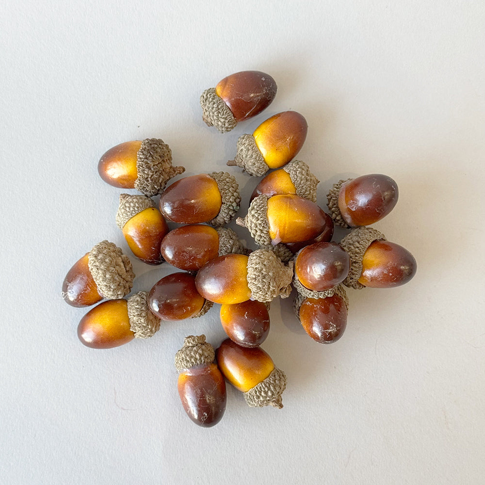 Acorn - Light