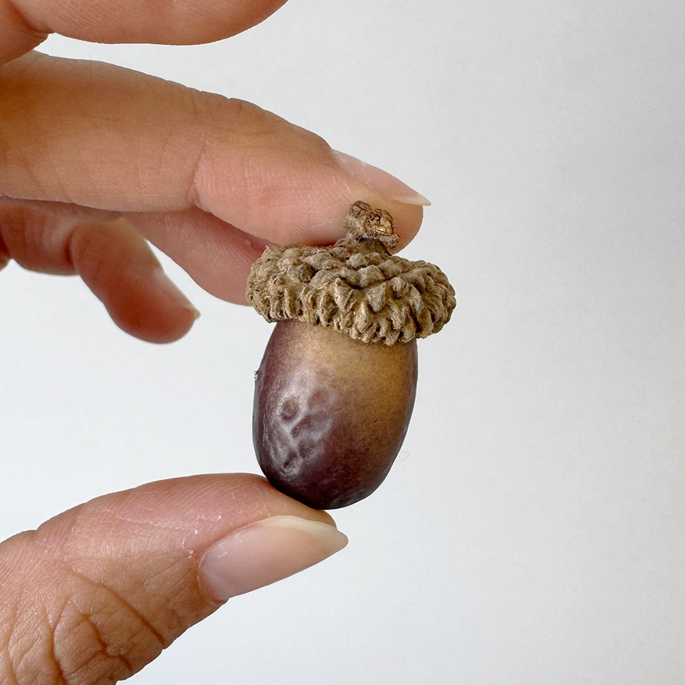 Acorn - Dark