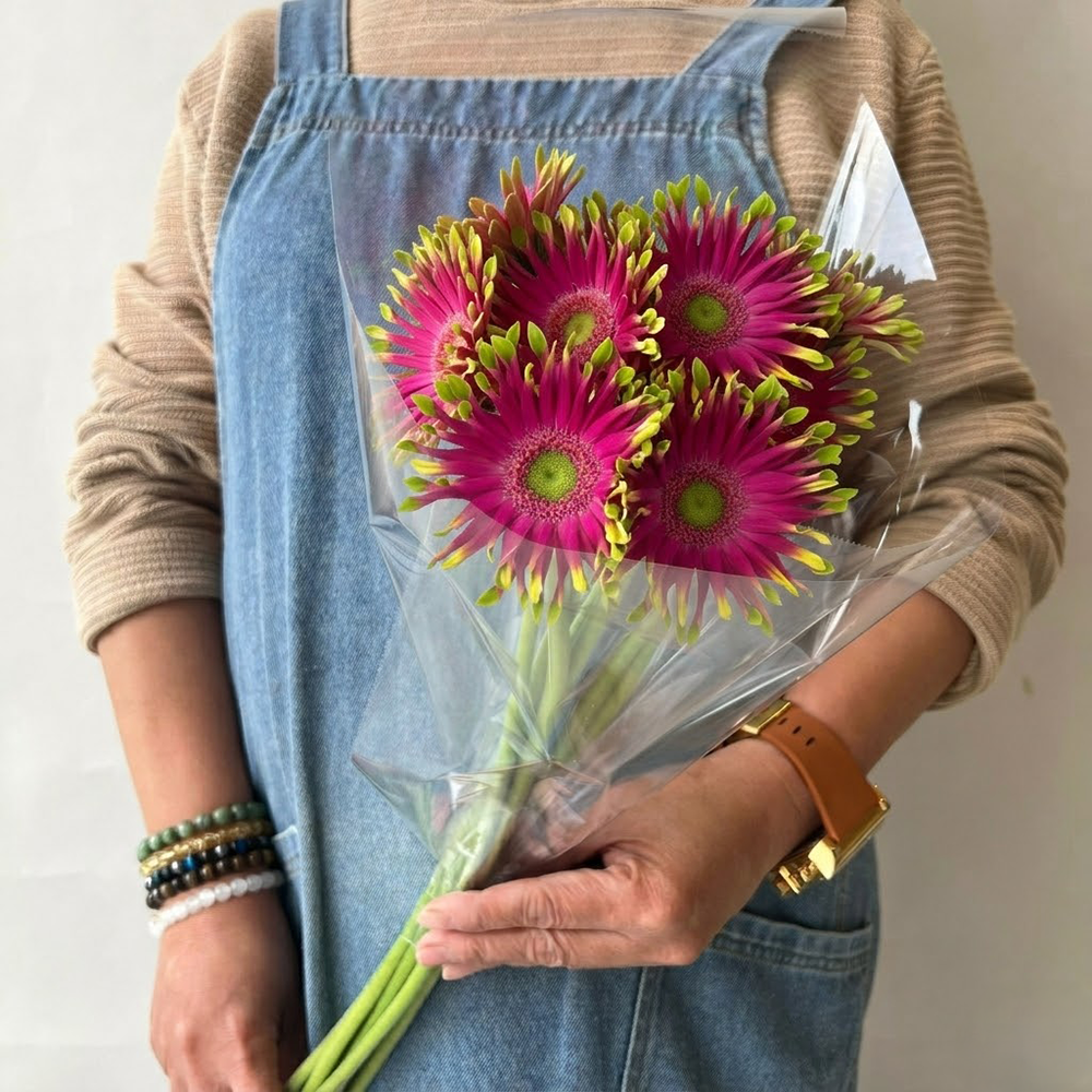 10 Gerbera fuchsia جيربرا فوشيا