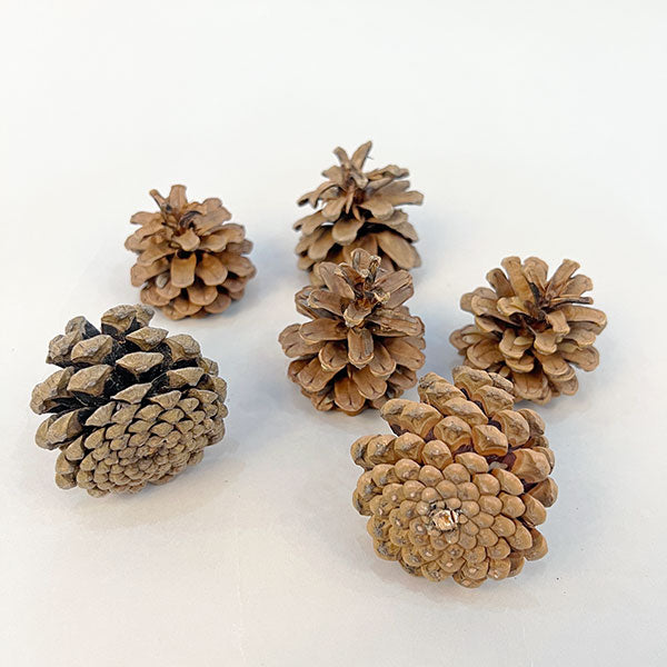 Pine Cones