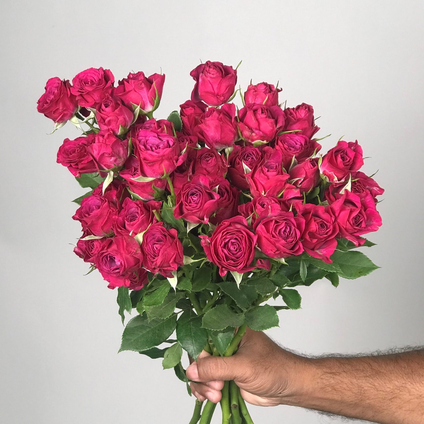 10 Baby Roses Fuchsia - بيبي روز فوشيا