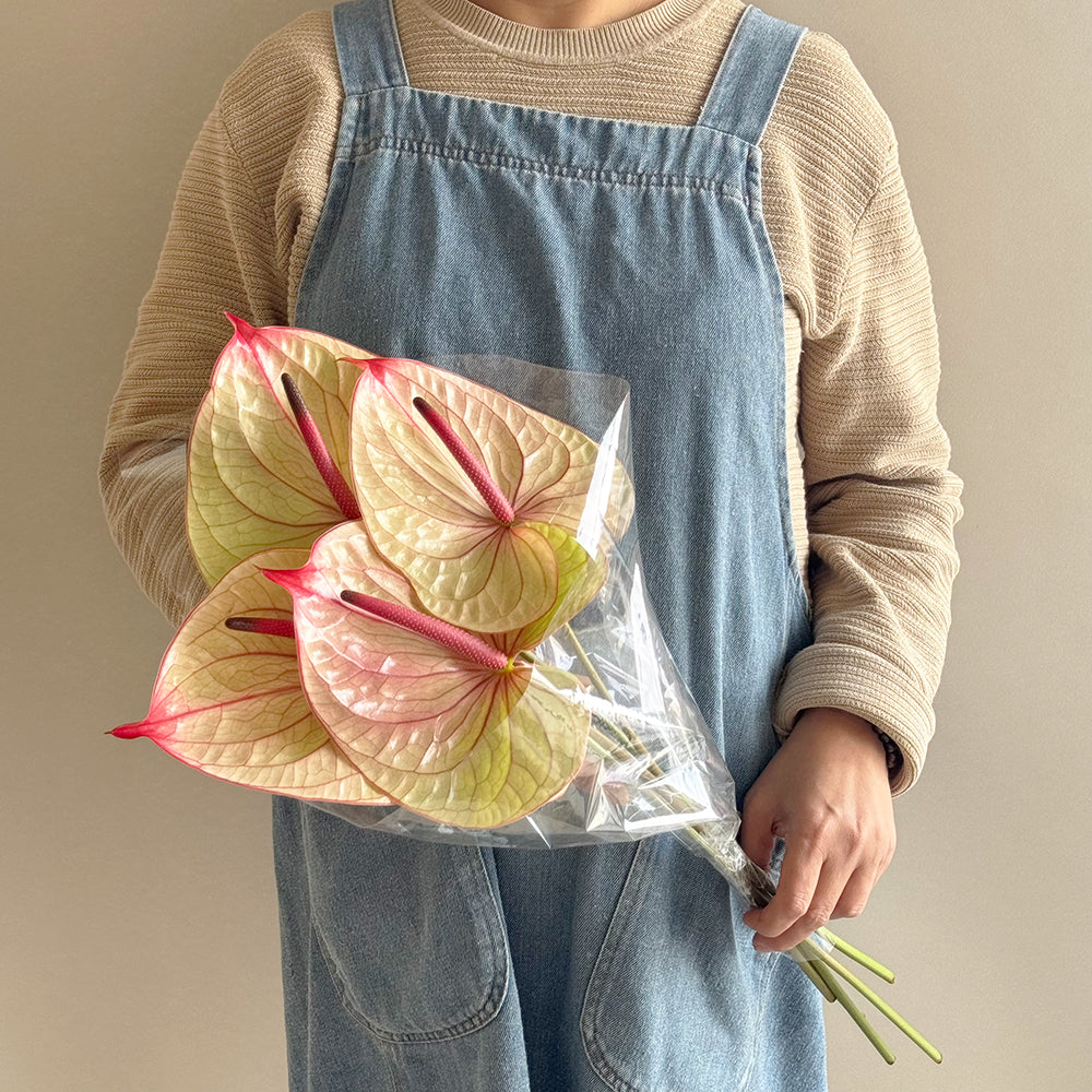5 Anthurium Antique - أنثوريوم انتيك