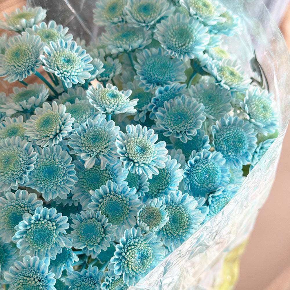 Glittery chrys blue - أقحوان صغير لماع أزرق