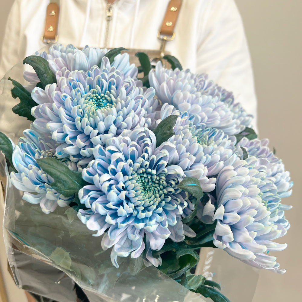Deco Chrysanthemum - Light blue & pink