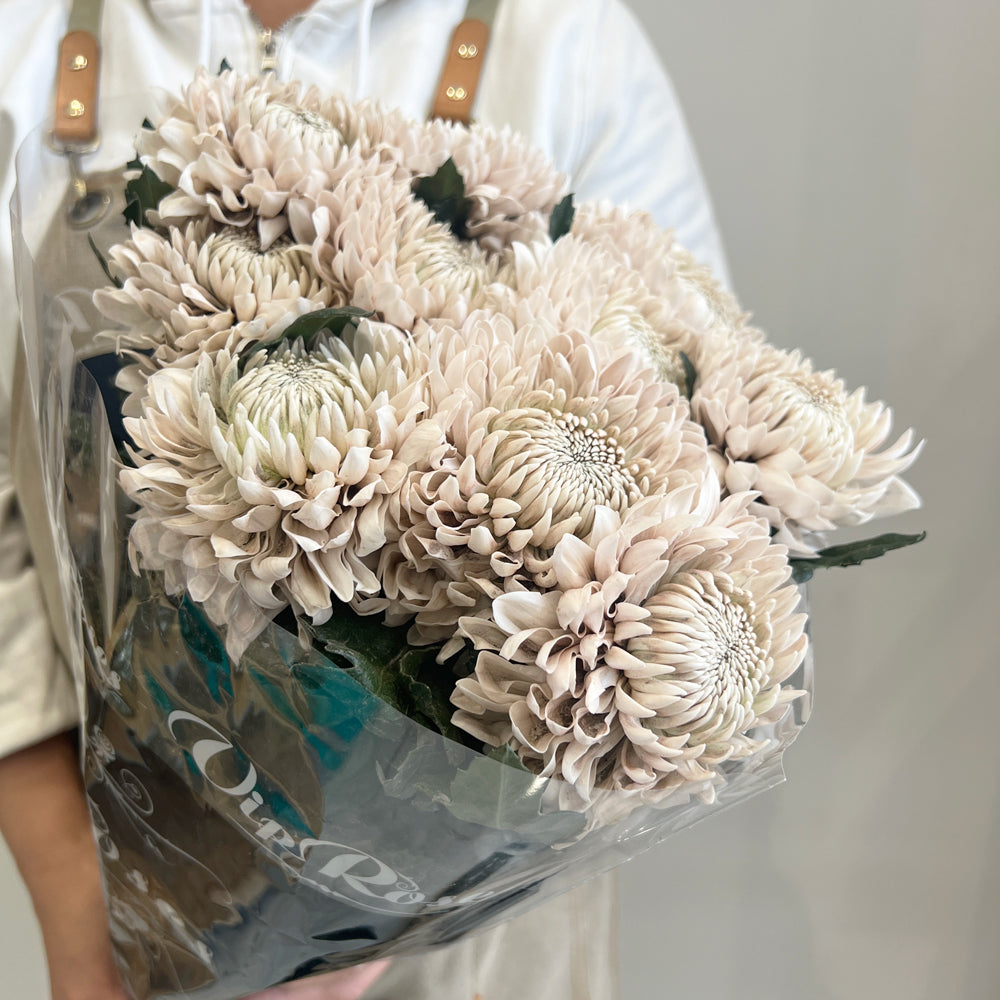 Deco Chrysanthemum - Latte
