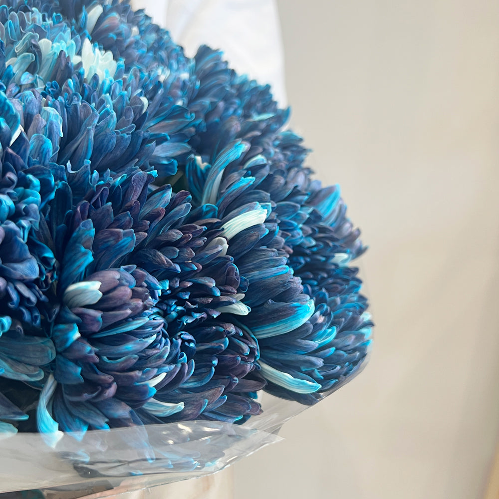 Chrysanthemum - Deep Blue