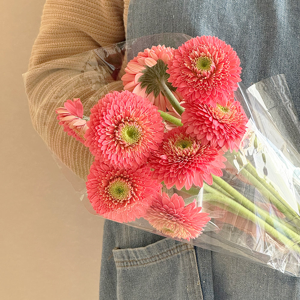 10 Gerbera coral - جيربرا مرجاني
