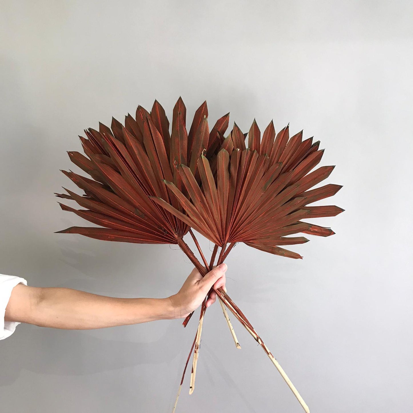 Plam Leaves