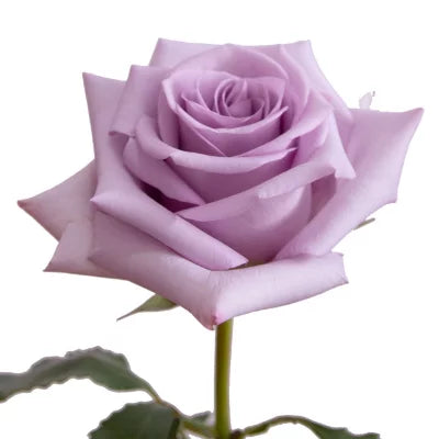 10 Purple Roses - جووري بنفسجي