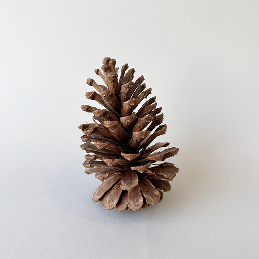 Pine Cone - Large