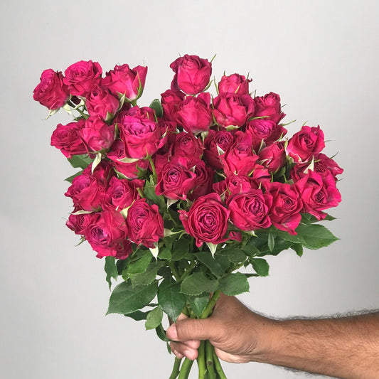 10 Baby Roses Fuchsia - بيبي روز فوشيا