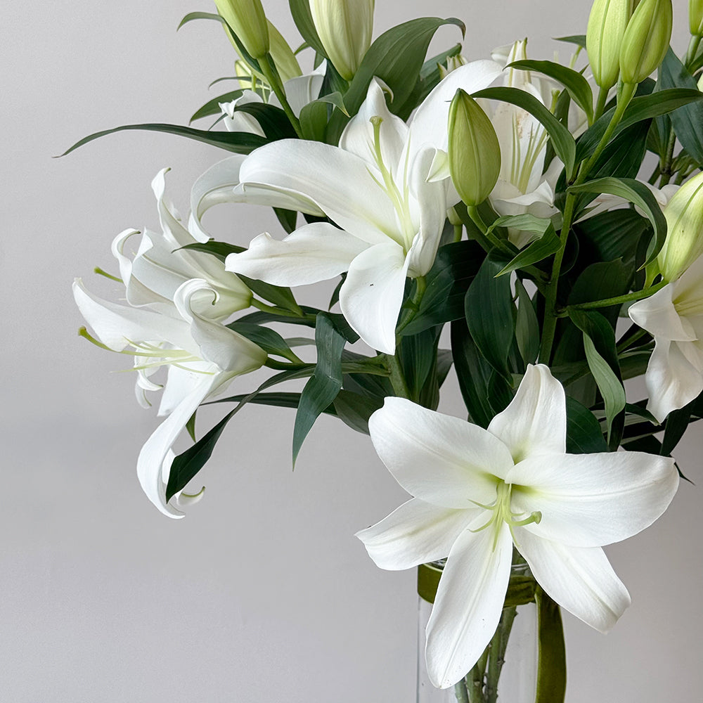 Everyday Lily - Casablanca