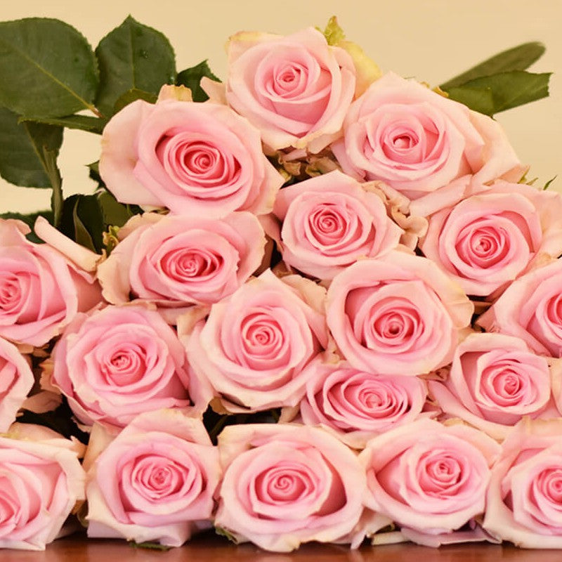 Roses  ورد جوري - Pink