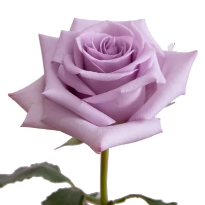 10 Purple Roses